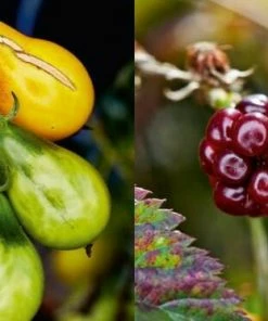 Zabert Sandmann Verlag Schweiger Andi: Vegetarisch Mit Leidenschaft -Wesco store I01 4308 Schweiger Vegetarisch 01 1100x684 l